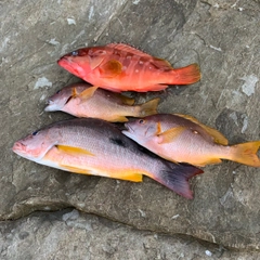 シブダイの釣果