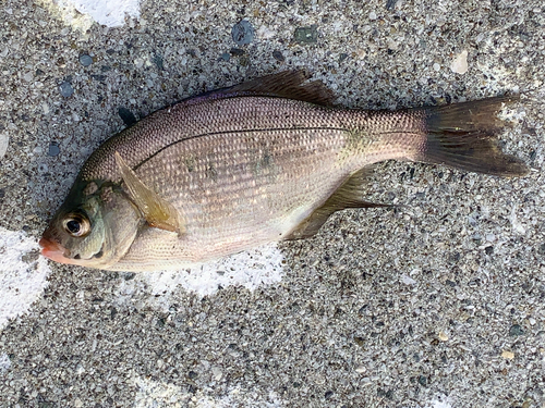 タナゴの釣果