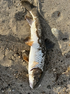 ニゴイの釣果