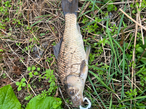 コイの釣果