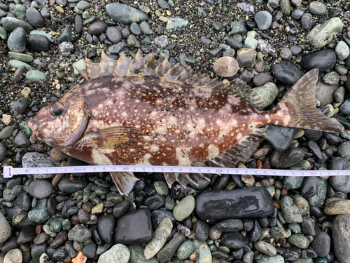 アイゴの釣果