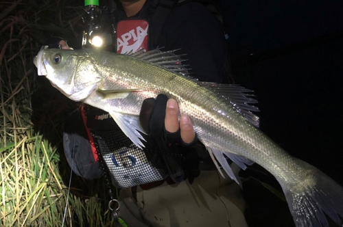 スズキの釣果