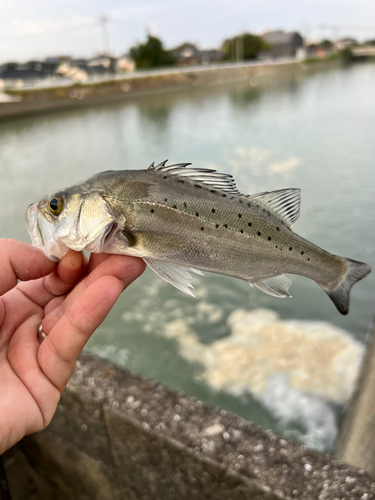 スズキの釣果