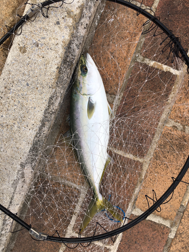 ハマチの釣果