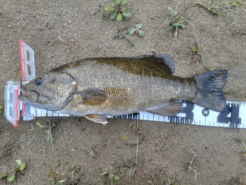 スモールマウスバスの釣果