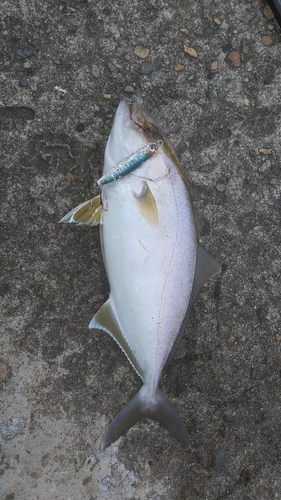 ショゴの釣果