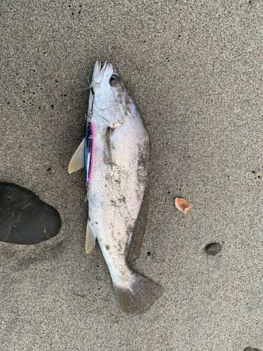 ニベの釣果