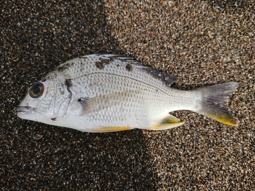 キビレの釣果