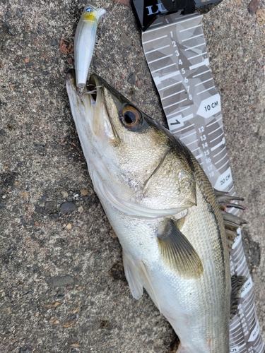 シーバスの釣果