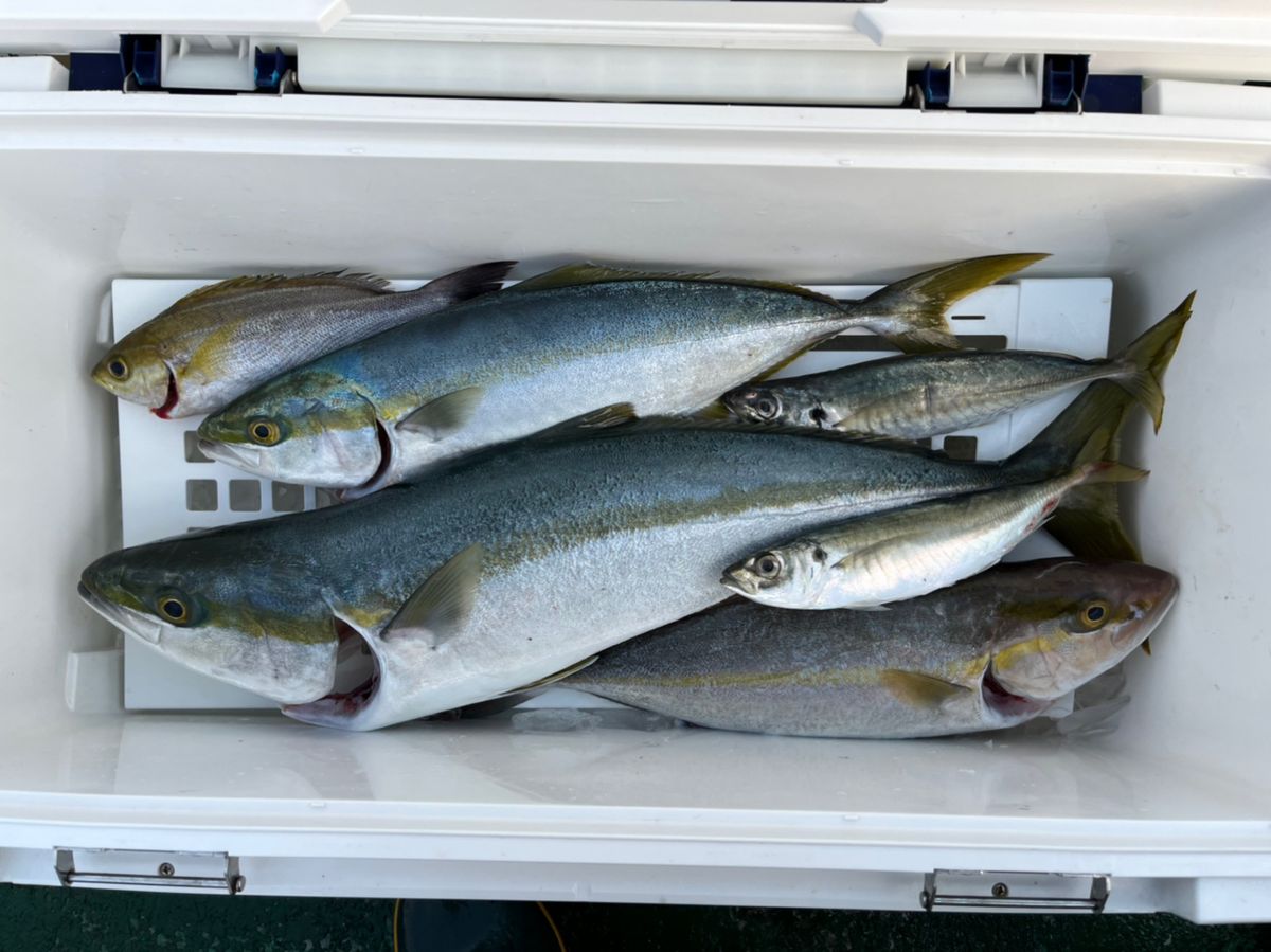 海パンさんの釣果 1枚目の画像