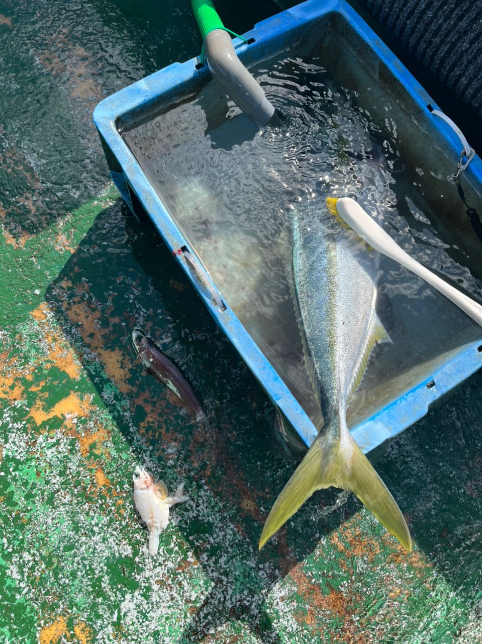 海パンさんの釣果 2枚目の画像