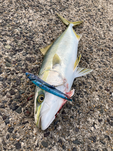 ヤズの釣果