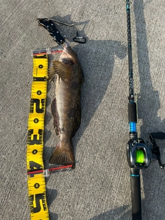 アイナメの釣果