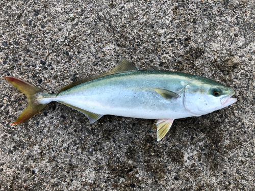 ワカシの釣果