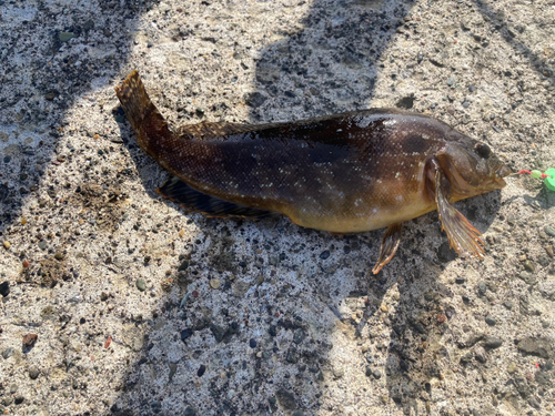 アイナメの釣果