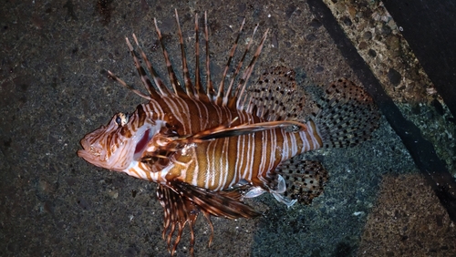 ハナミノカサゴの釣果