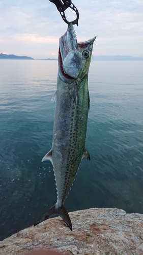 サゴシの釣果