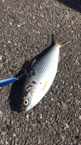 コノシロの釣果