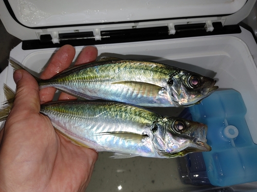 アジの釣果