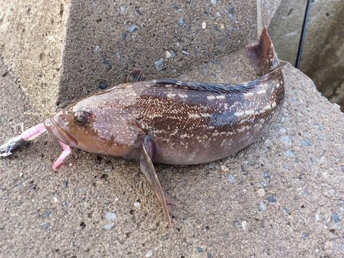 アイナメの釣果