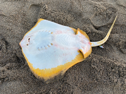 アカエイの釣果