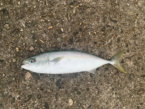 ツバイソの釣果