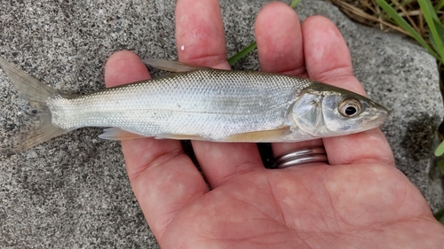 ウグイの釣果