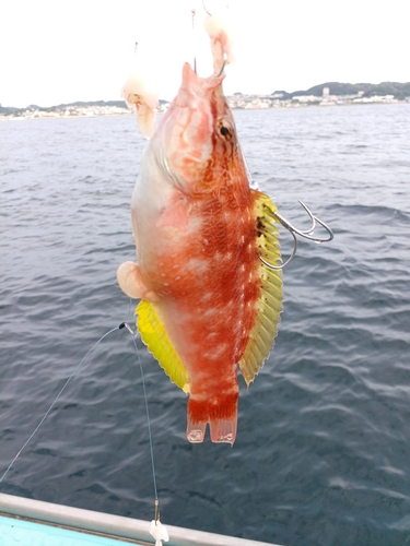 ホシササノハベラの釣果