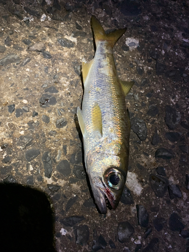 アカカマスの釣果