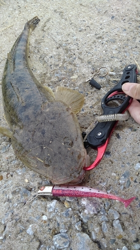 マゴチの釣果