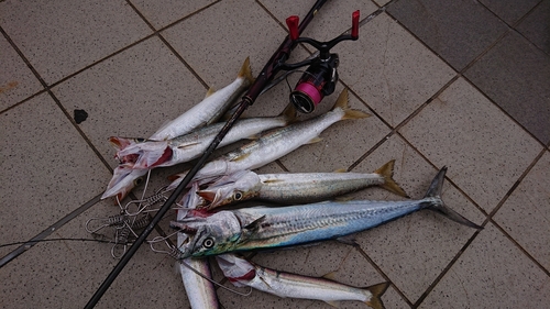 カマスの釣果