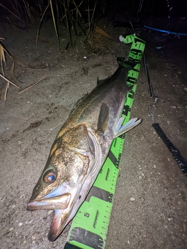 スズキの釣果