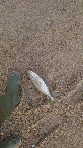 イナダの釣果