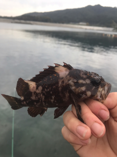 オウゴンムラソイの釣果