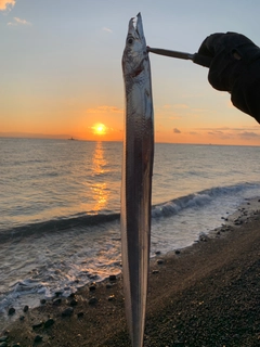 タチウオの釣果