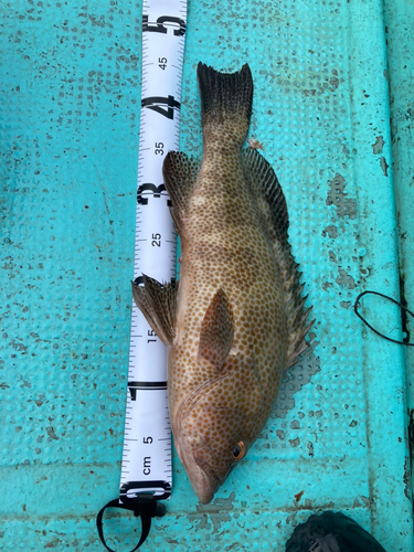 オオモンハタの釣果