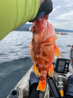 ウッカリカサゴの釣果