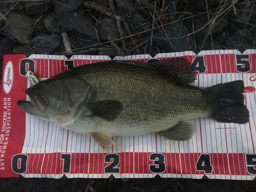 ブラックバスの釣果