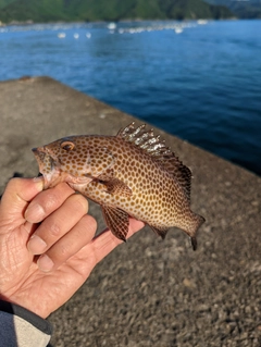 オオモンハタの釣果