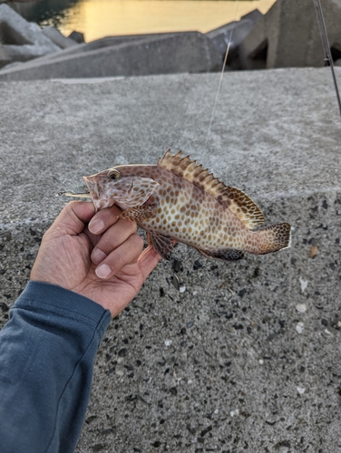 オオモンハタの釣果