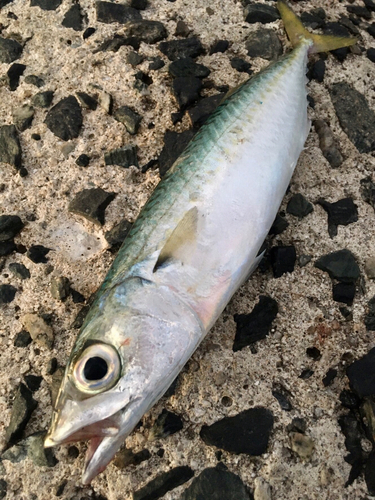 サバの釣果