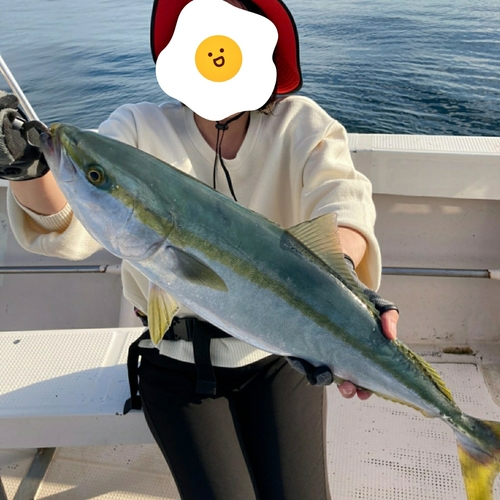 ハマチの釣果