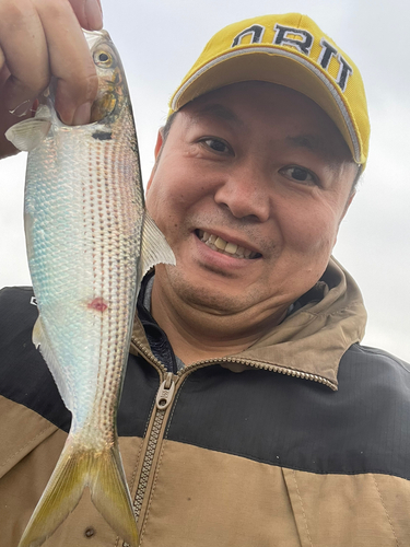 コノシロの釣果