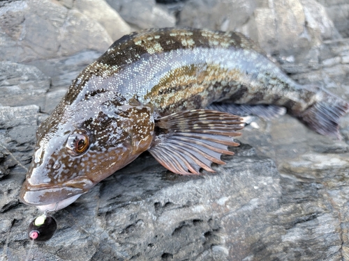 アイナメの釣果