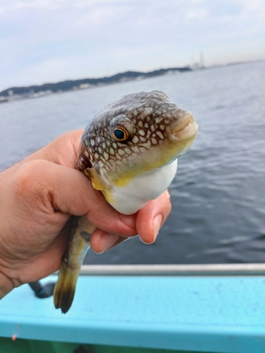 ショウサイフグの釣果