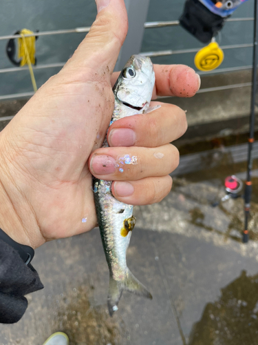 イワシの釣果