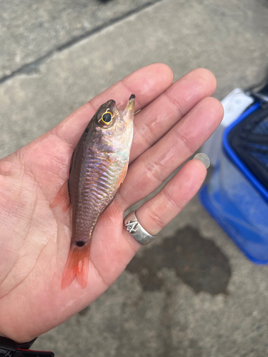 クロホシイシモチの釣果