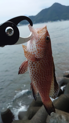 オオモンハタの釣果