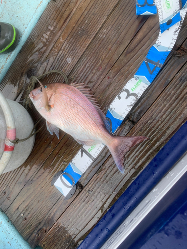 マダイの釣果