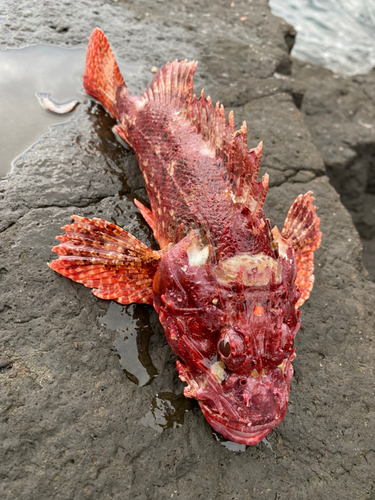 オニカサゴの釣果